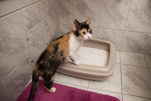 ¿Cómo hacer cajas de arena caseras para gatos?