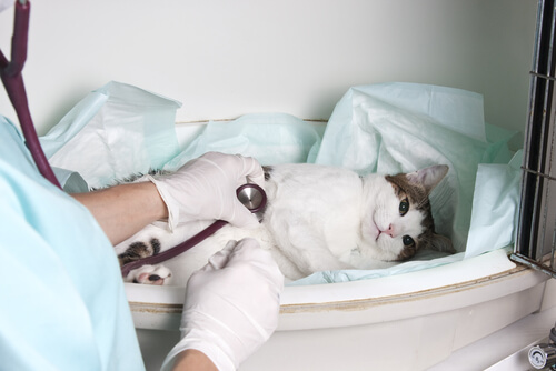 Los 5 casos de emergencia más usuales en una clínica veterinaria