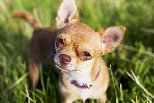 Chihuahuas