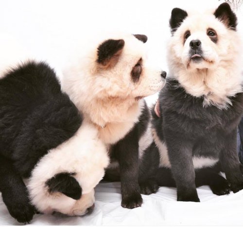 Chow chow panda. ¿Es un perro o es un panda?