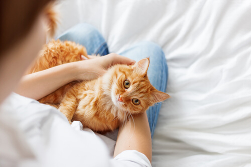 3 consejos para que tu gato sea más sociable