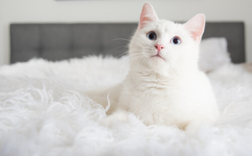 cuando-adoptas-un-gato
