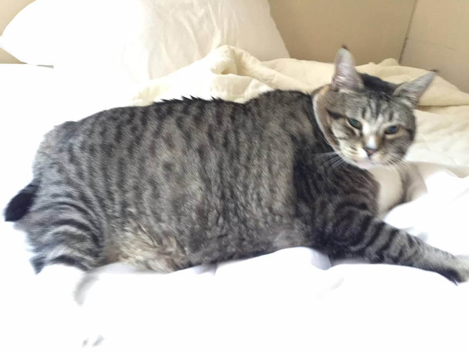 Un felino gordo o gato con sobrepeso