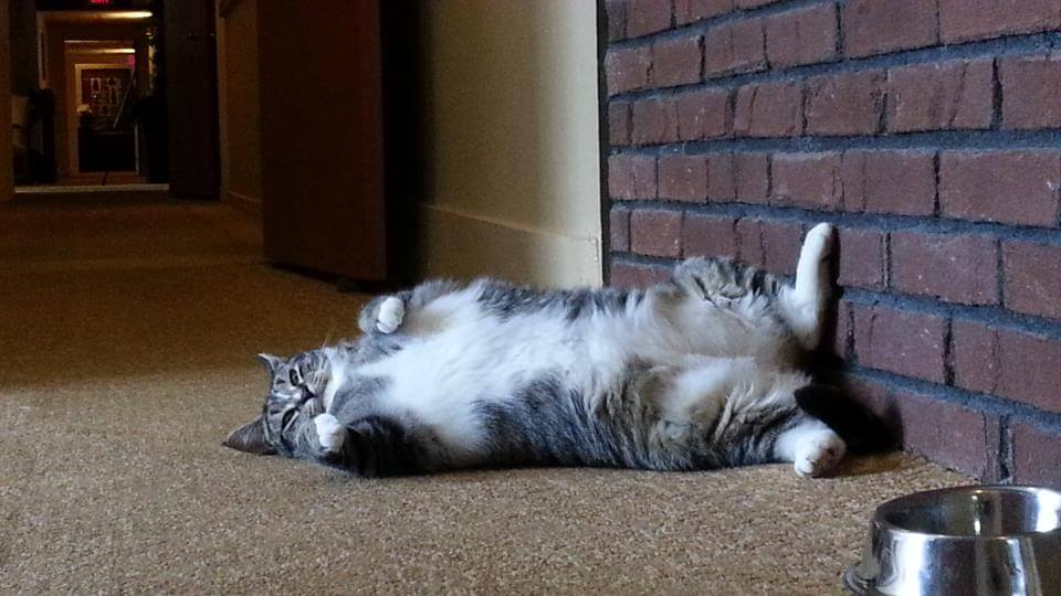 Un felino gordo o gato con sobrepeso