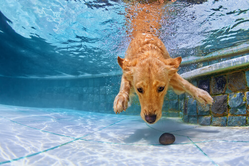 ¿Se puede enseñar a un perro a nadar?