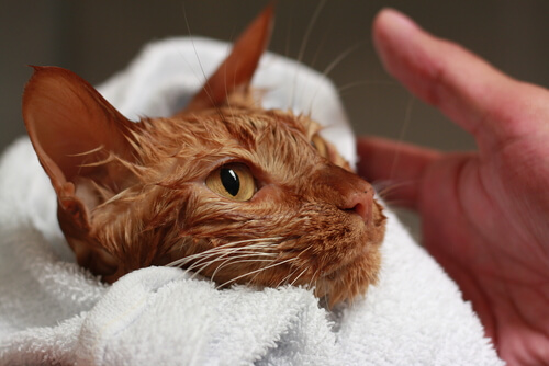 When you bathe your cat, make sure not to get its head wet.