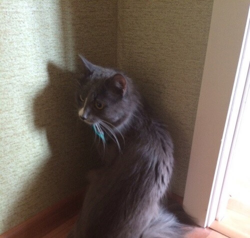 gato-ruso-2