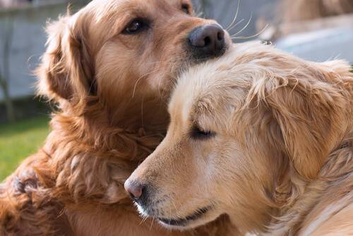 Perros besandose