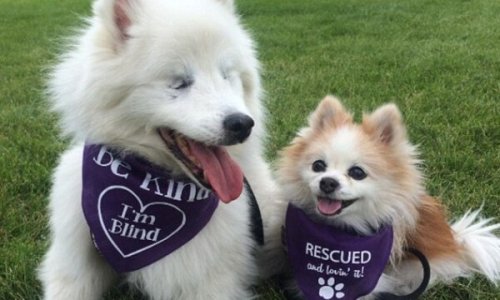 Una preciosa amistad entre Hoshi, un perro ciego y su perro guía Zen