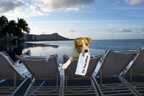 Hotel donde tu perro se va a alojar