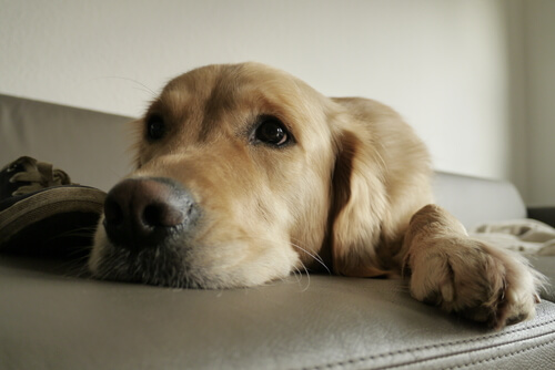 Instintos de tu perro que debe satisfacer en el hogar Instintos de tu perro que debe satisfacer en el hogar