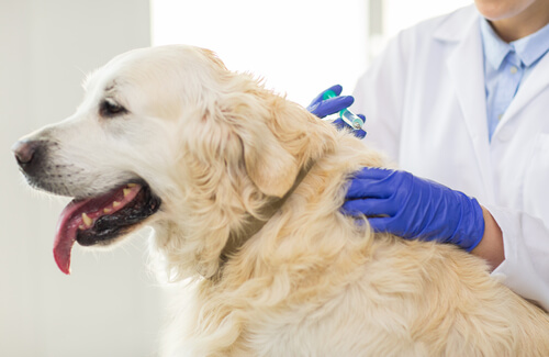 ¿Por qué tomar en cuenta la medicina preventiva con nuestras mascotas?