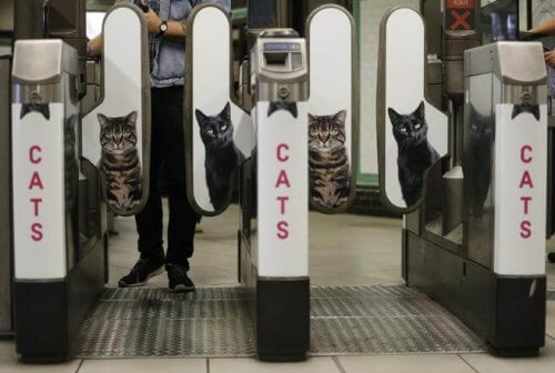 El metro de Londres quita publicidad y pone fotos de gatos El metro de Londres quita publicidad y pone fotos de gatos