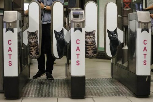 El metro de Londres quita publicidad y pone fotos de gatos