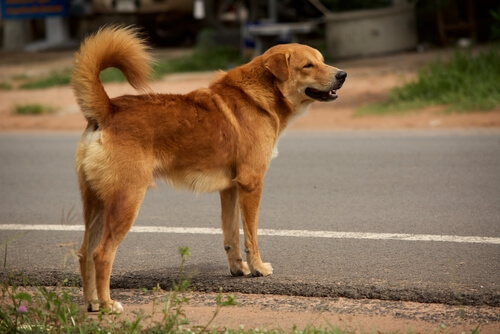 Cómo enseñar a un perro a cruzar la calle