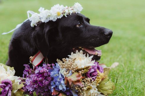 Un perro con tumor cerebral fallece después de asistir a la boda de su dueña