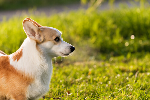 ¿El sol causa daños en la piel de nuestras mascotas? ¿El sol causa daños en la piel de nuestras mascotas?