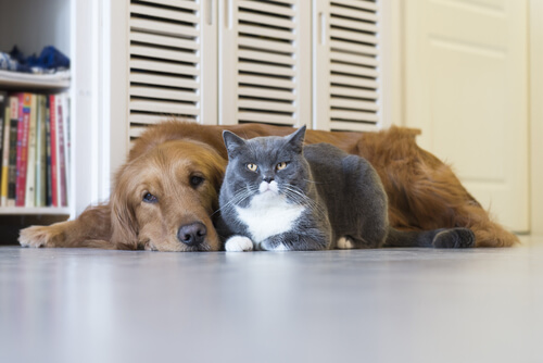 Cat and dog laying together on the floor