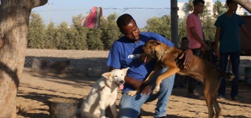 A man playing with rescue dogs.