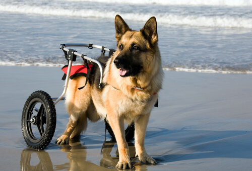 Perros en sillas de ruedas disfrutan de la playa