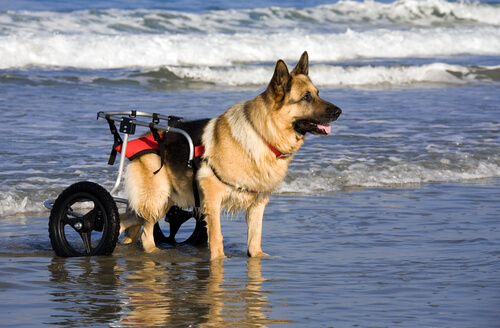 Carros para perros: 10 ventajas