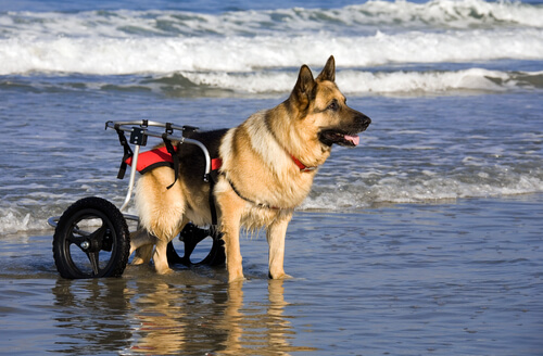 perros-en-sillas-de-ruedas