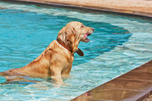 Conoce en qué piscinas de España te puedes bañar con tu perro