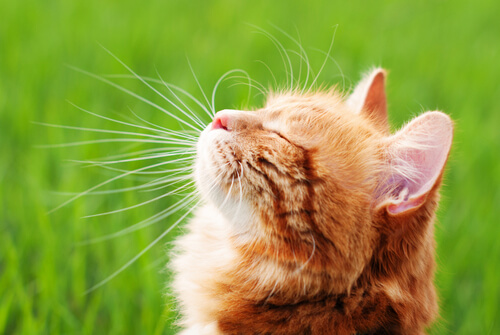 Los mejores repelentes caseros para alejar a los gatos