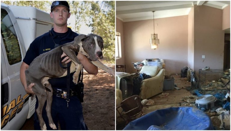 Rescatados pitbulls abandonados que estaban en muy malas condiciones