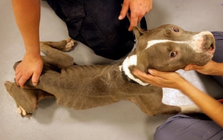 People examining a starving Pitbull