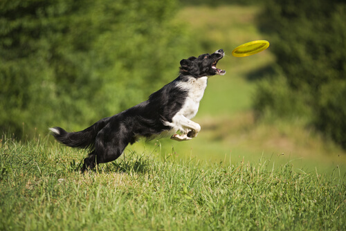 ¿Aún no has jugado al frisbee con tu perro? Conoce los beneficios