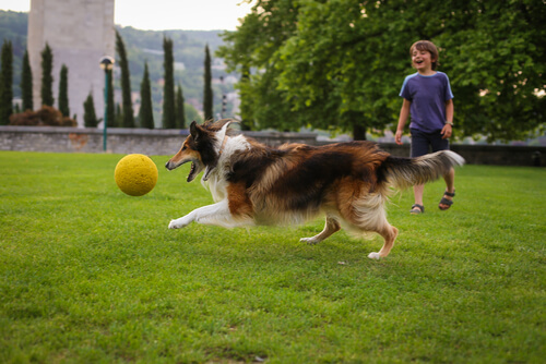 A dog and child playing in the park.