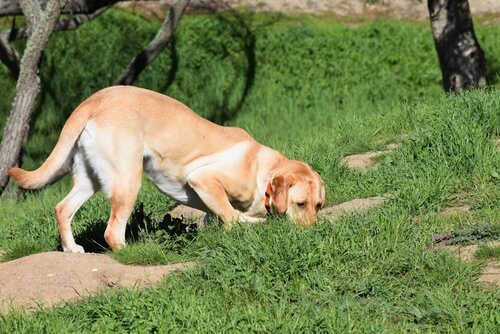 Labrador rastrea