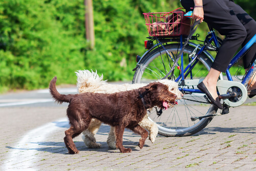 Si llevas a tu perro en bici, sigue estos consejos