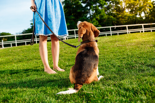 5 tips para que tu perro acuda siempre cuando lo llames