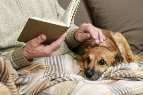 A dog lying next to its owner.