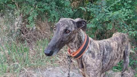 terapia-para-perros-rescatados-2