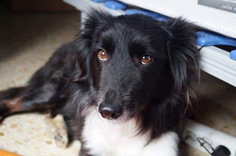 Terapia elaborada para perros rescatados