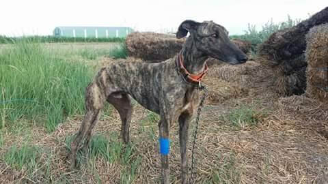 terapia-para-perros-rescatados