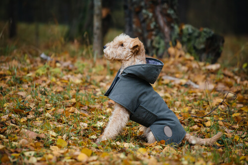 Descubre cómo hacer un impermeable para tu perro