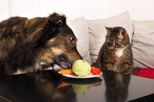 Qué frutas y verduras son geniales para tu mascota