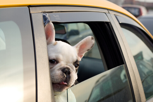 Viaja en taxi con tu perro