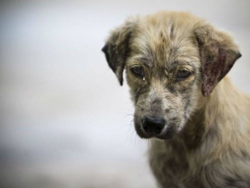 Se graba la vida de un perro callejero con una GoPro