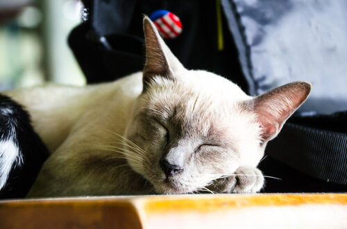 A sleeping Siamese cat.
