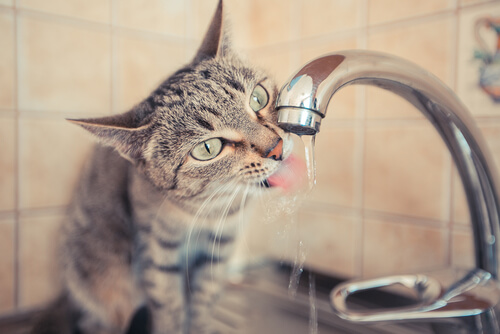 Cats prefer to drink straight from the faucet.