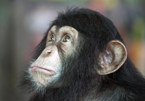 Cara de un chimpance