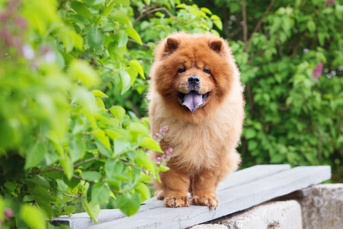 Un chowchow.