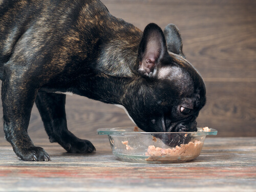 A French bull dog eating wet food.