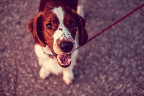 Dichos populares sobre perros