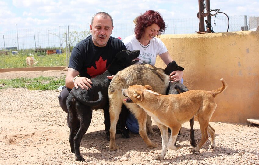 documentario-sobre-abandono-de-animais-2